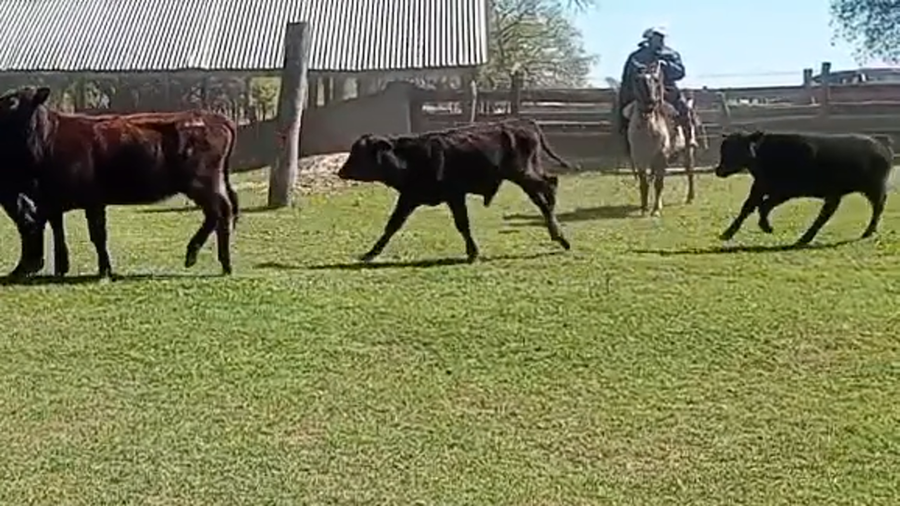 Lote 58 Terneros/as