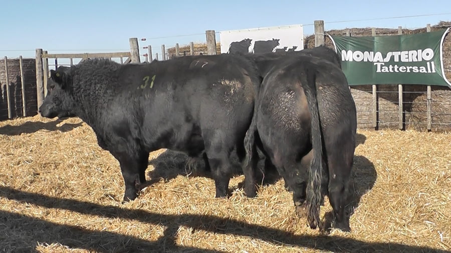 Lote 3 Toros a remate en Cabaña La Escondida de Zuberbühler, Buenos Aires