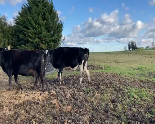 Lote (Vendido)2 Vacas de Invernada 1HO - 1KIWI a remate en Pantalla Carmelo 470kg - , San José