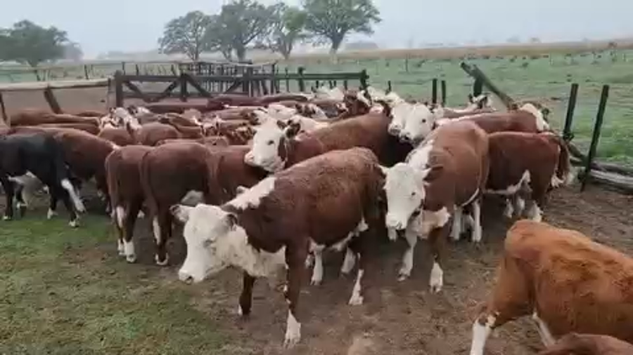 Lote 60 Terneras en Esquina, Corrientes