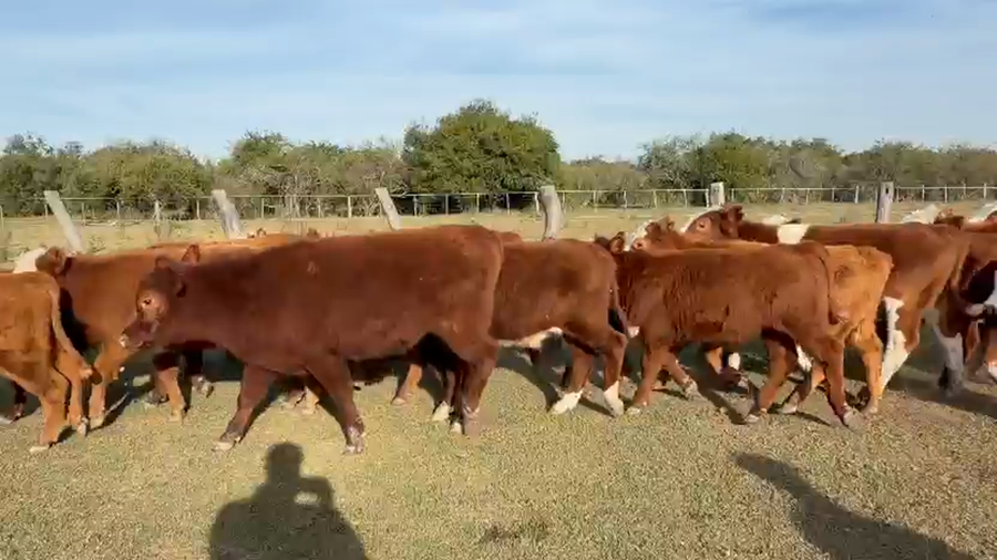 Lote 40 Terneros en Corrientes, Curuzu Cuatia