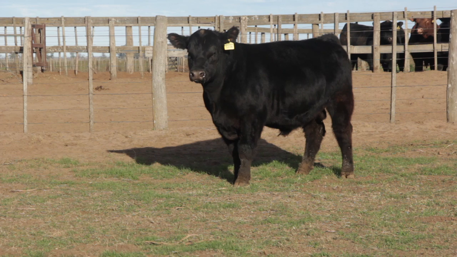 Lote TOROS PUROS DE PEDIGREE