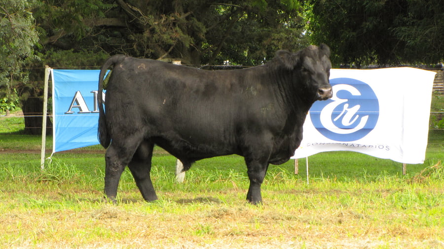 Lote CABAÑA COEMBOTÁ: RP 209