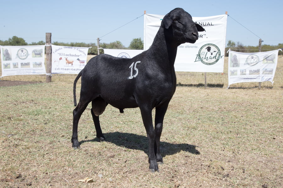 Lote OVINO STA. INES MACHO PPC