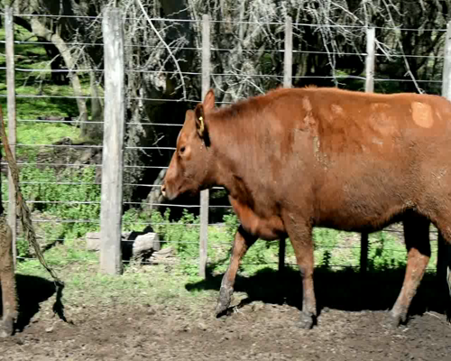 Lote VAQUILLONAS ANGUS COL.INSEMINADA MAS