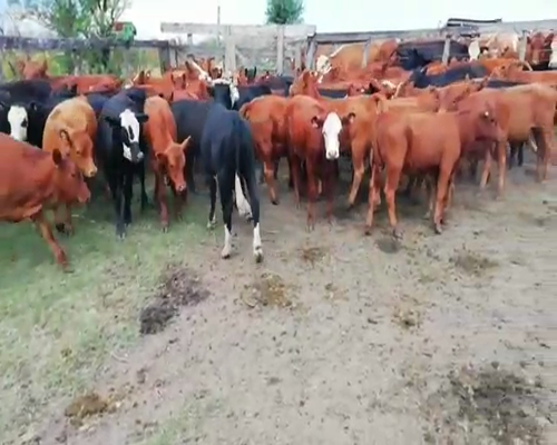 Lote 67 Terneros/as en Villaguay, Entre Ríos