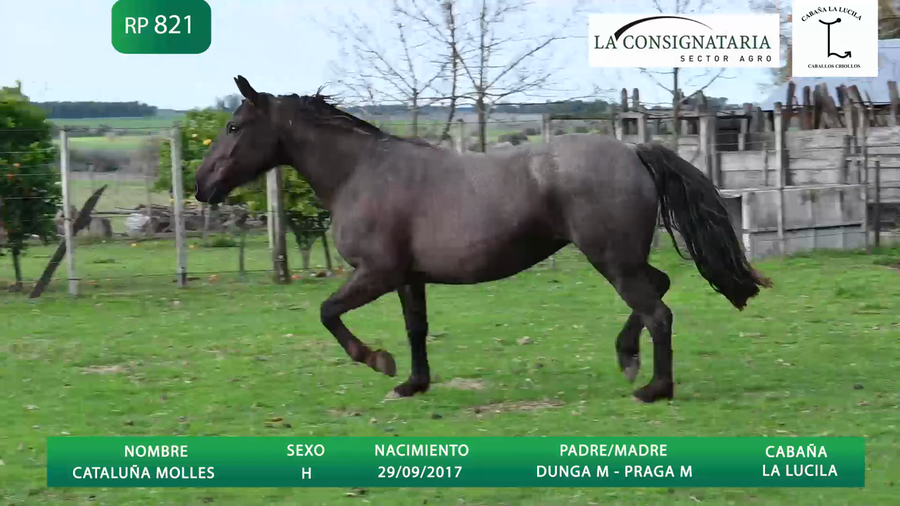 Lote CATALUÑA MOLLES