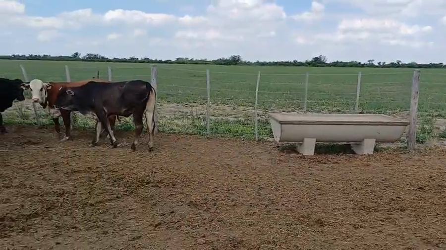 Lote 9 Vaquillonas Cruzas en Sunchales, Santa Fe
