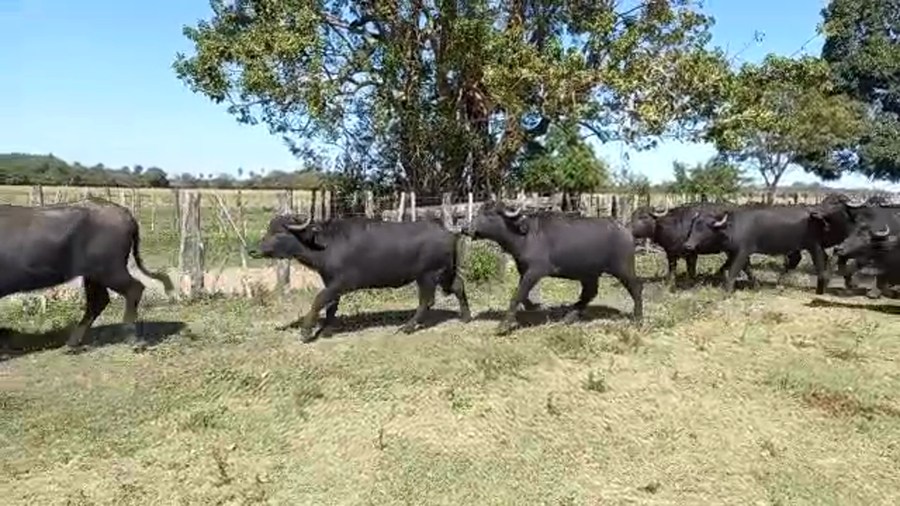 Lote 35 BUBILLAS PARA SERVICIO