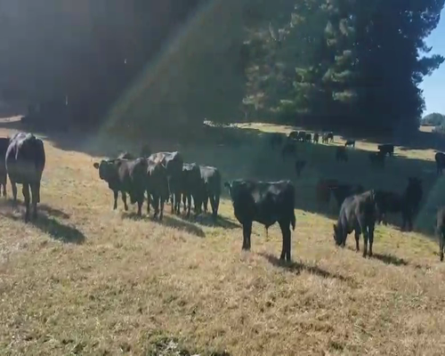 Lote 65 Ternero en Villarrica, IX Región Araucanía