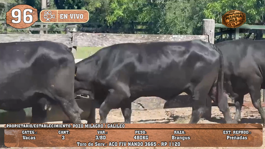 Lote LOTE 96 -EN VIVO