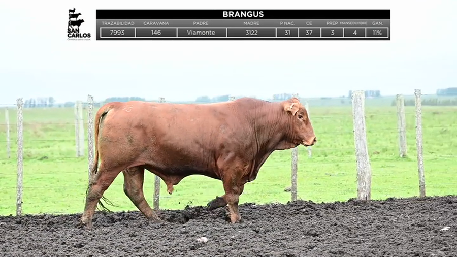 Lote Toros a remate en La Magdalena y San Carlos, Artigas