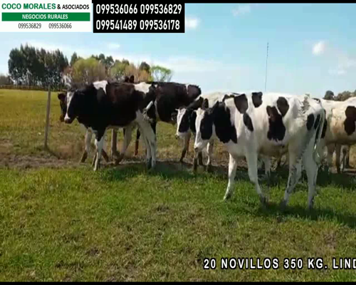 Lote 13 Novillos en Estanzuela, Colonia