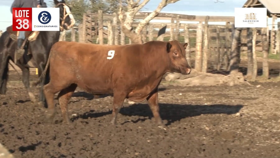 Lote Toros Angus Colorados Puros Controlados