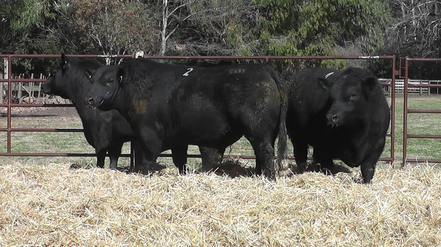 Lote TOROS PUROS DE PEDIGREE
