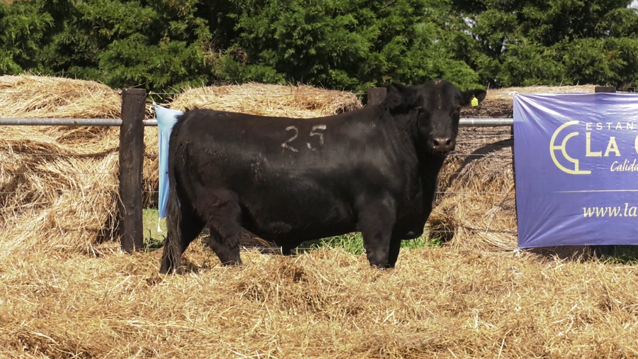 Lote TOROS ANGUS PURO CONTROLADO