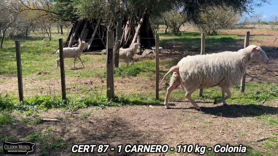 Lote 1 Carneros en Colonia
