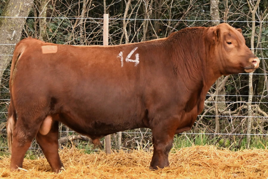 Lote TOROS ANGUS PC