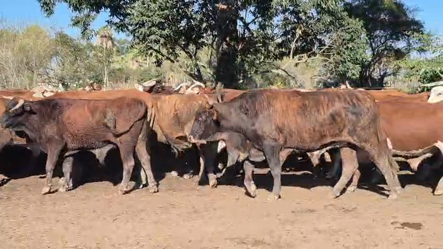 Lote 32 Novillos en Corrientes, Col. C. Pellegrini