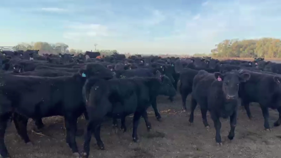 Lote 73 TERN. HEMBRAS, 9 DE JULIO, BS.AS.