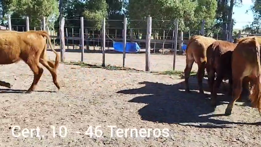 Lote TERNEROS