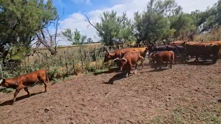Lote 10 Vacas con Cría en GRAL LAMADRID