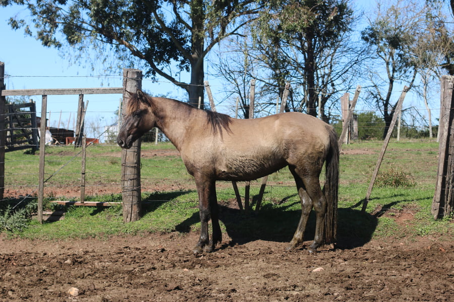 Lote SANTA GLORIA GALLARETA