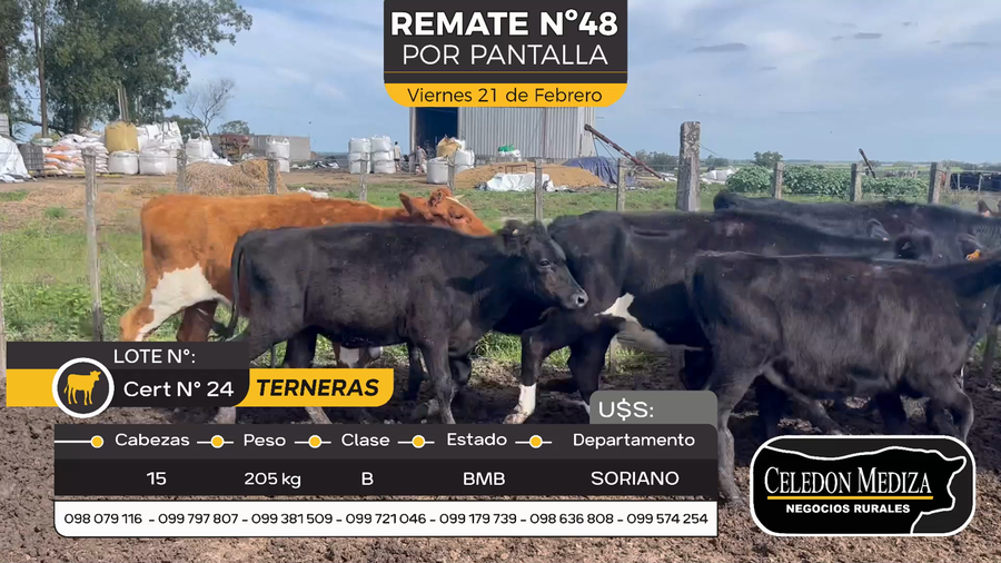 Lote 15 Terneras en Cuchilla del Perdido, Soriano