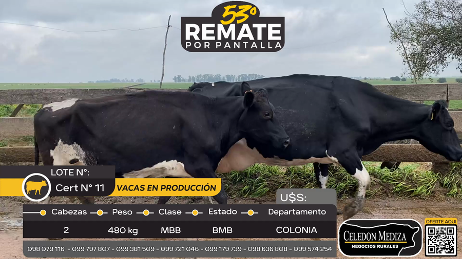 Lote Vacas en producción