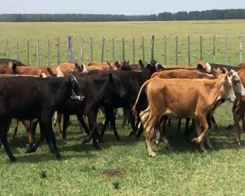 Lote 92 Terneros/as en Ituzaingó, Corrientes