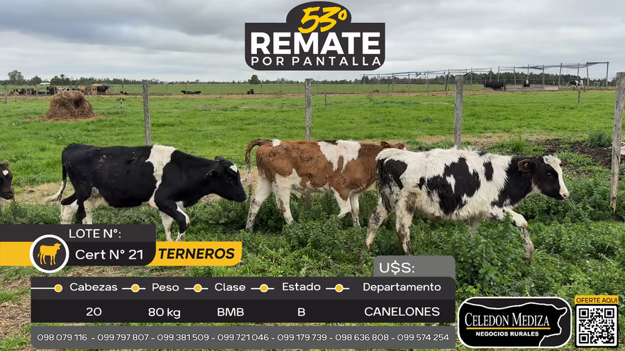 Lote 20 Terneros en Juanicó, Canelones