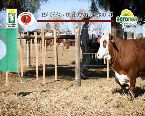 Lote VAQUILLONAS PC "DON CARLOS"