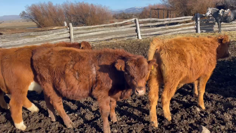 Lote 25 Ternero en Coyhaique, XI Región Aysén