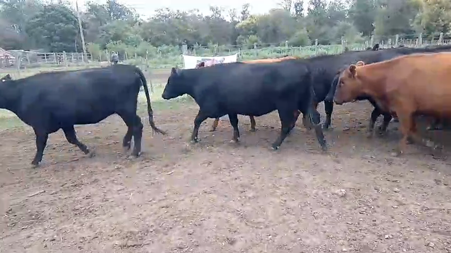 Lote 33 Vaquillonas P/ Servicio