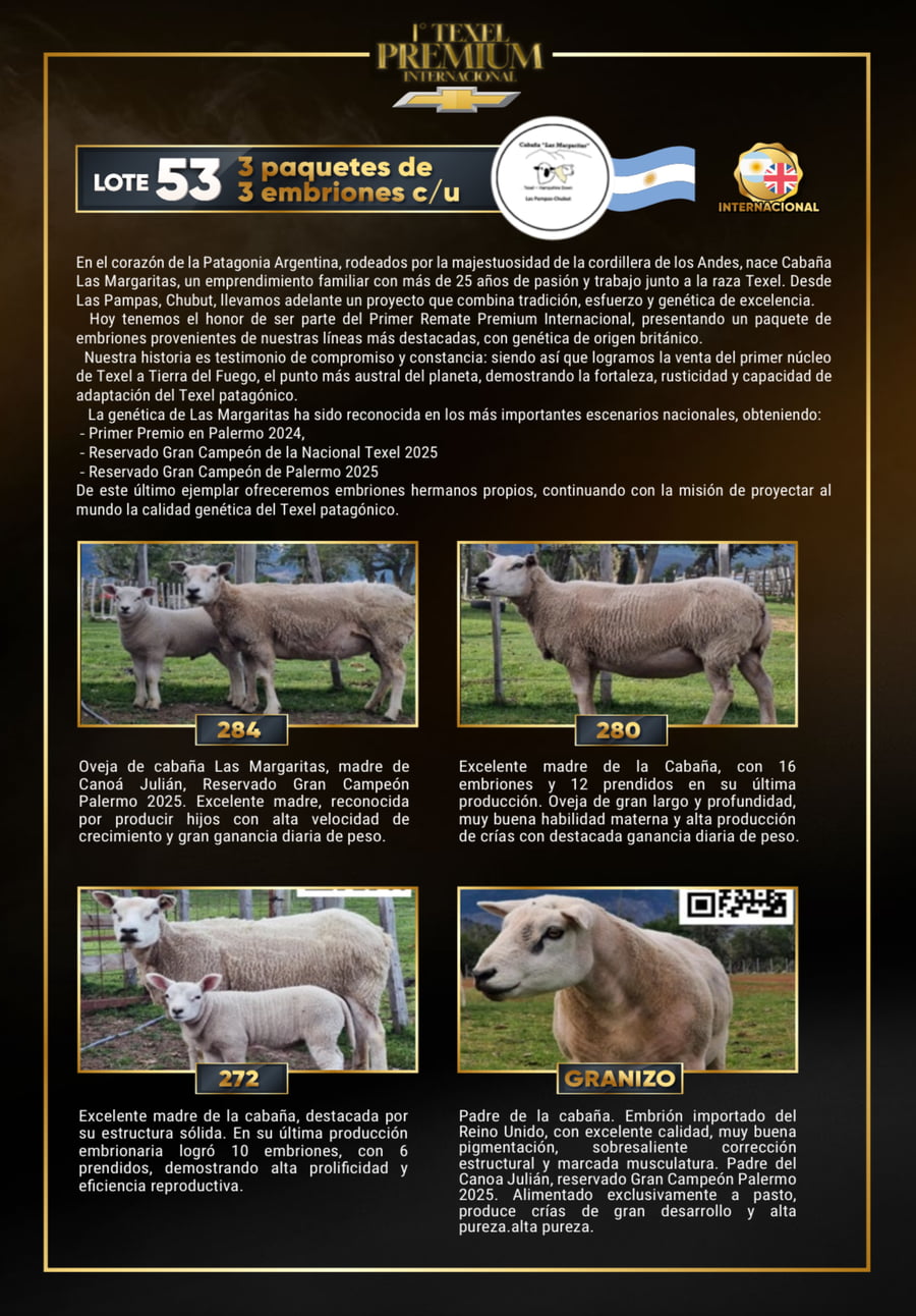 Lote Embrion ovino a remate en 1º Texel Premium Internacional, Buenos Aires