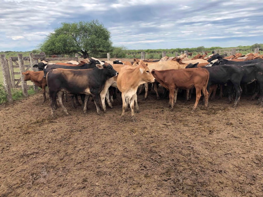 Lote 95 Terneras en Palo Santo, Formosa