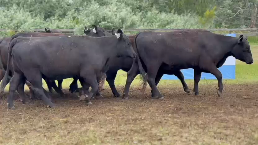 Lote 10 Vaquillonas preñadas
