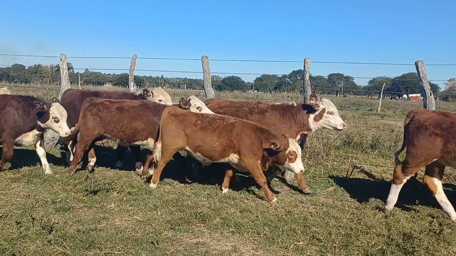 Lote 72 Terneros/as en Corrientes, Sauce