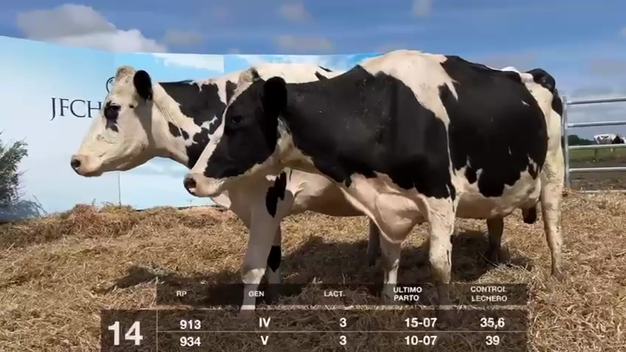 Lote VACAS EN PRODUCCIÓN