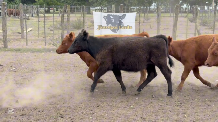 Lote 26 Terneras