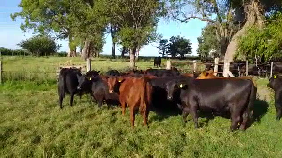 Lote 56 Novillitos y vaquillonas en Junín, Buenos Aires