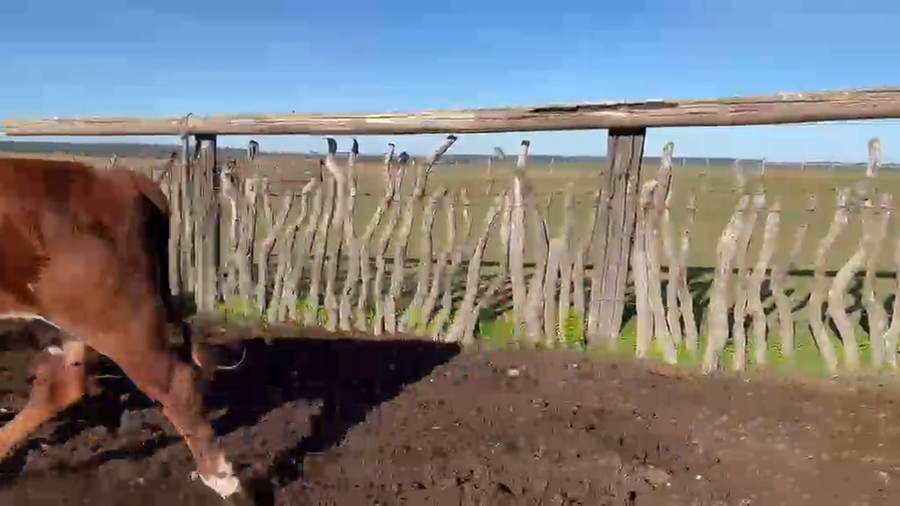 Lote 33 Novillos en Corrientes, Paso de Los Libres