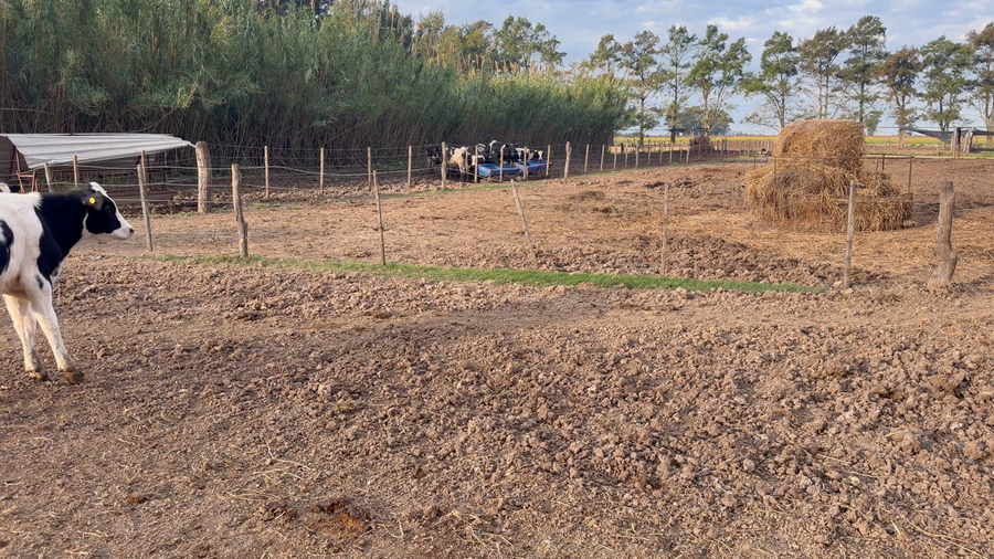 Lote 19 Terneros Holando Argentino en Ñanducita,  Santa Fe