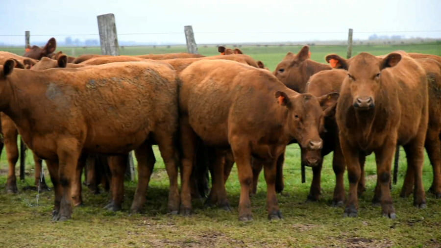 Lote Vaquillonas generales para servicio