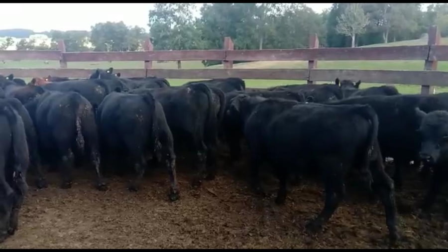 Lote 39 Ternero en XIV Región Los Rios, Futrono