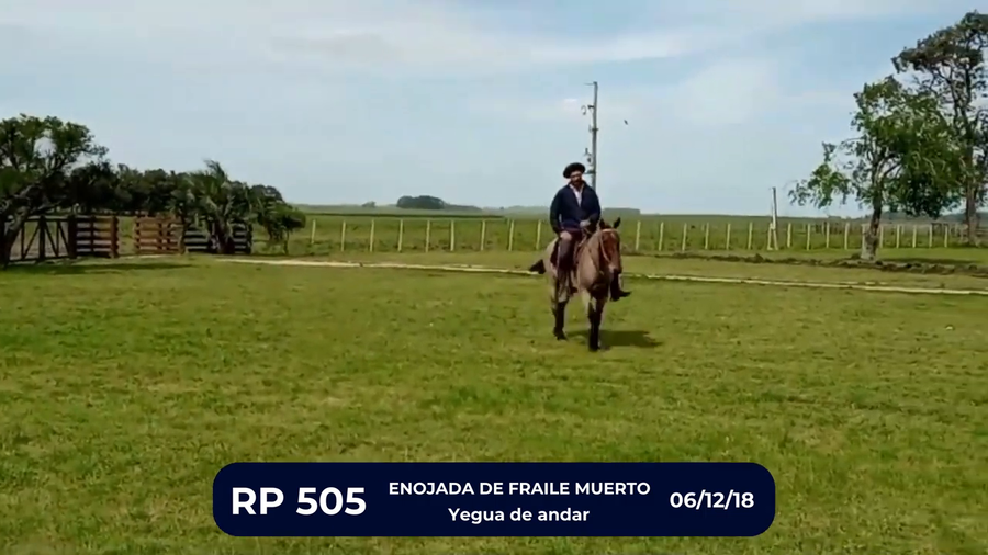 Lote ENOJADA DE FRAILE MUERTO