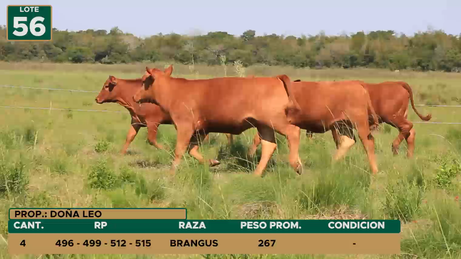 Lote HEMBRAS LOTE 56