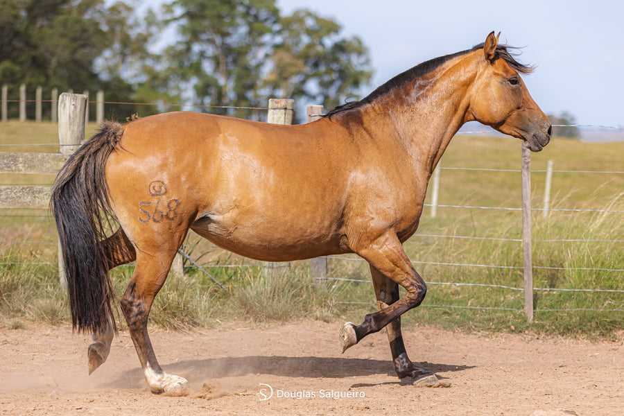 Lote CAMPANA 568 LA CASILLA