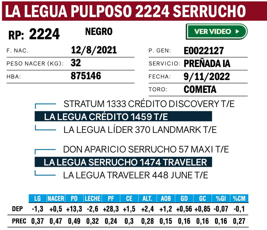 Lote VAQUILLONAS ANGUS  PP