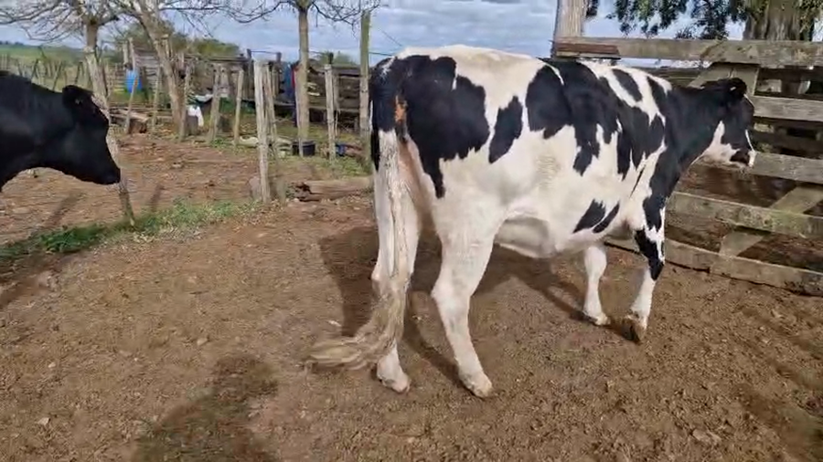 Lote 2 Vaquillonas  a remate en Pantalla Especial de Otoño, San José
